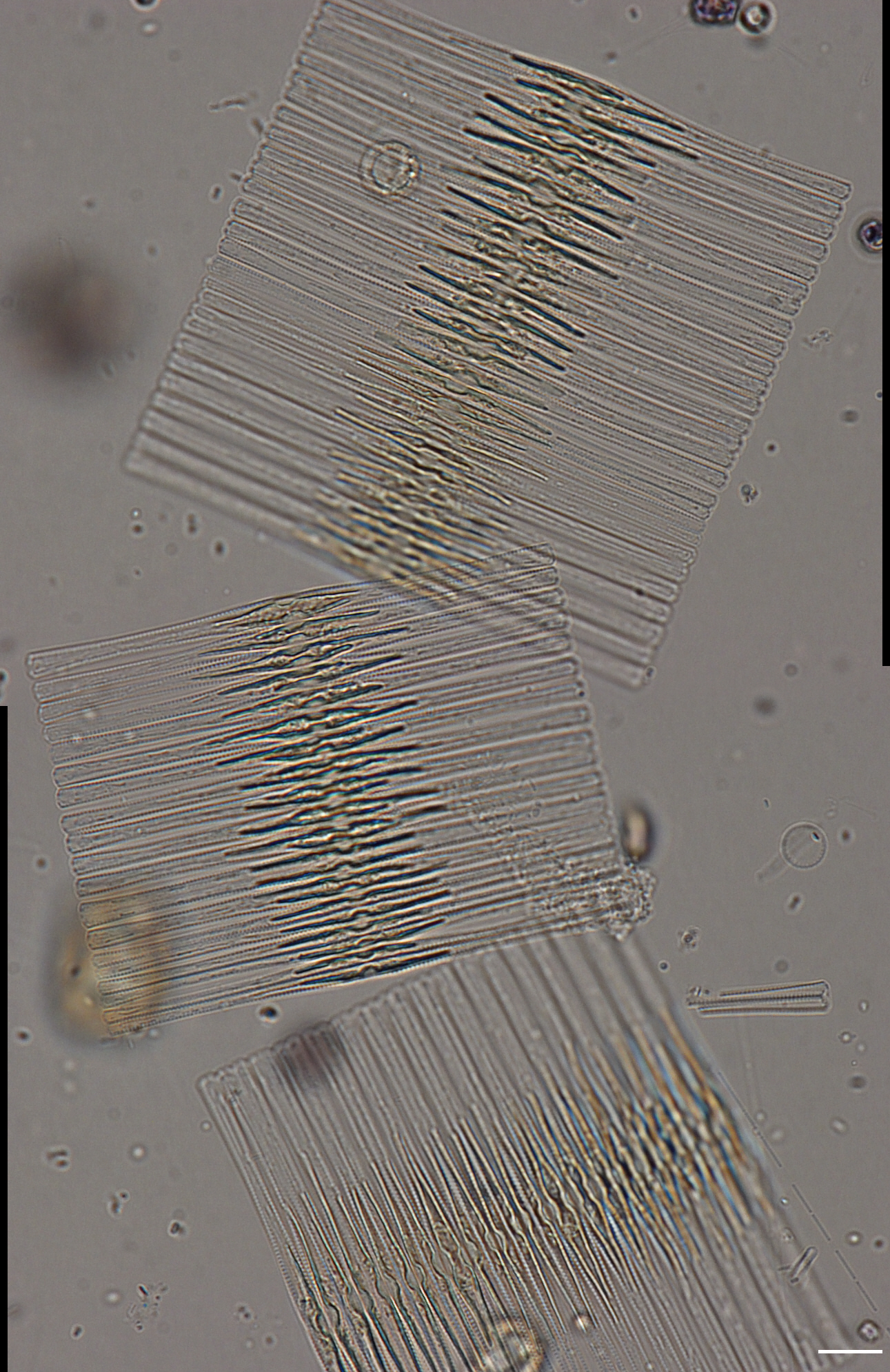 Dictyocha speculum